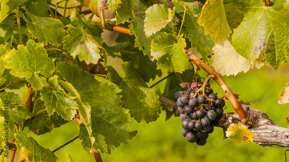 Fototapeta premium Meran, Algund, Weinrebe, Weinanbaugebiet, Südtirol, Italien