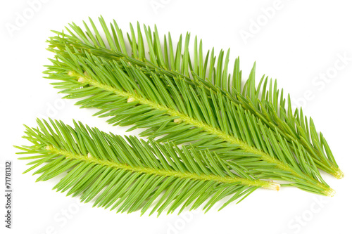Bright Green Spruce Branches Isolated on White Background