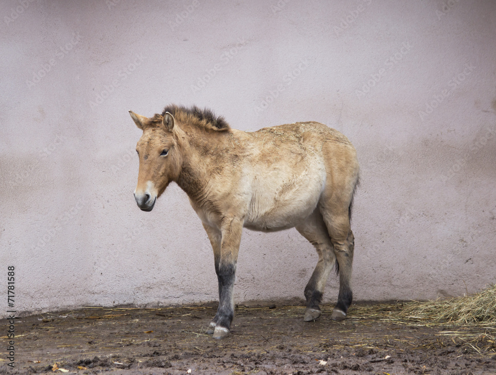 Fototapeta premium Лошадь Пржевальского