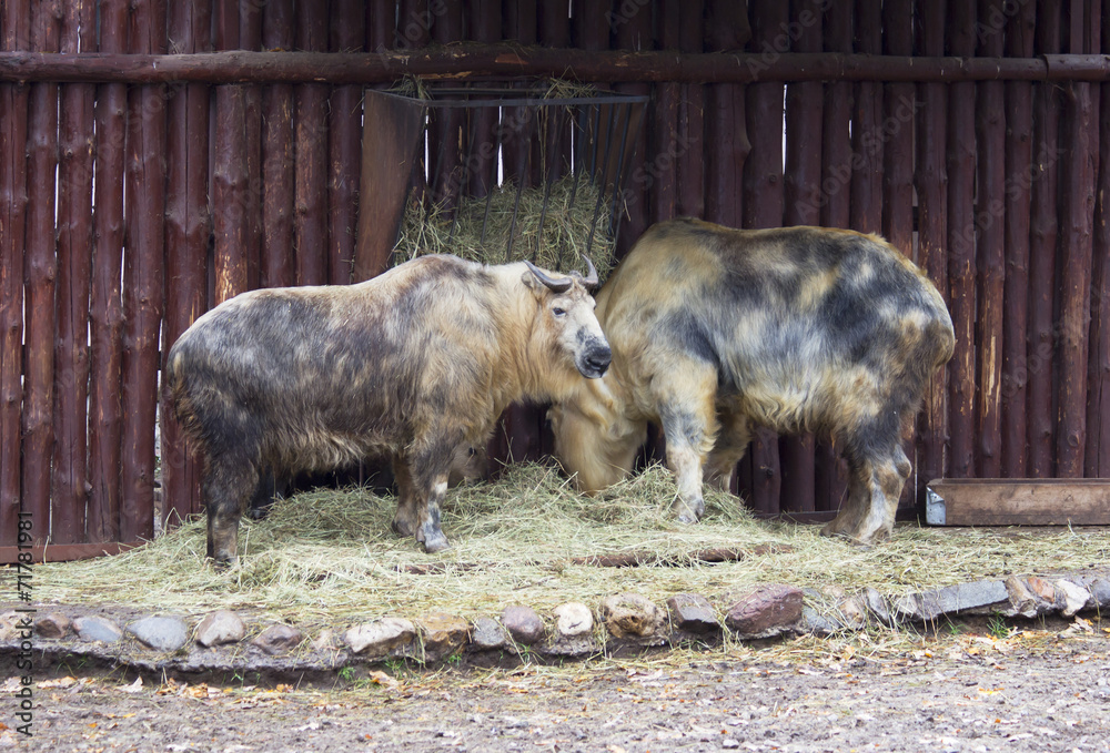 Fototapeta premium Сычуаньские такины