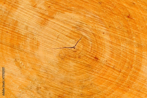 Tree Cross Section with Annual Rings