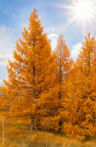 Valokuva yellow аutumn conifers