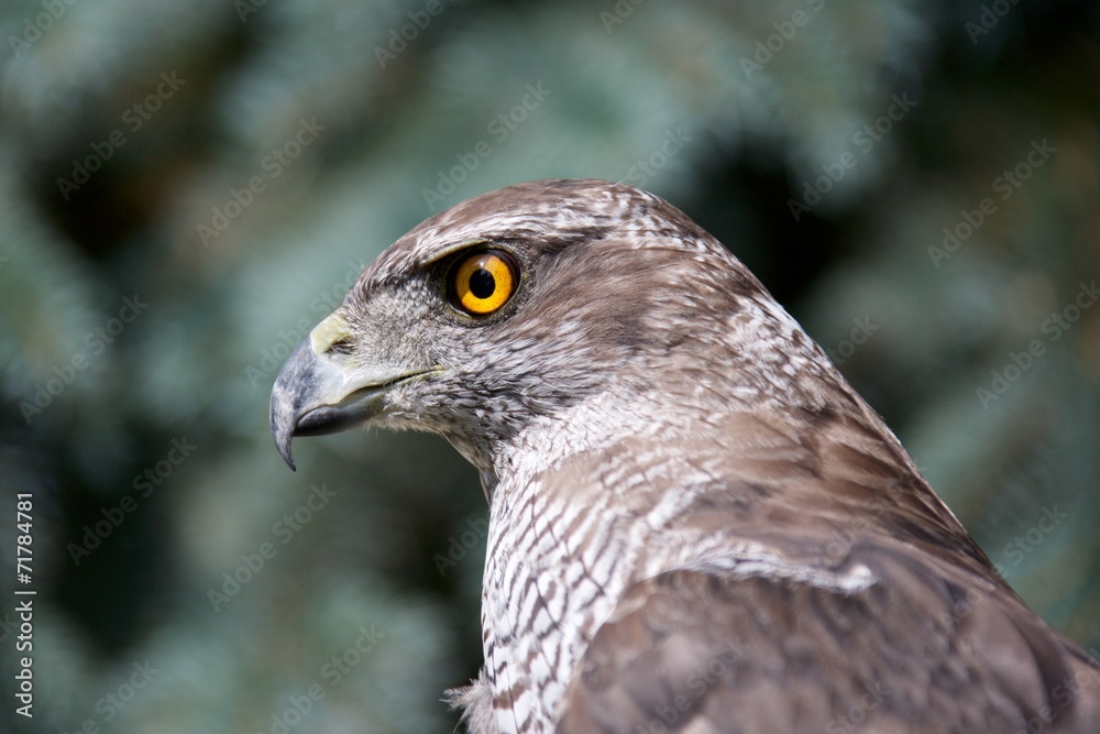 Fototapeta premium Habicht Vogel Jahres 2015