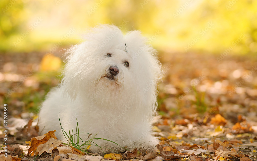 Fototapeta Bichon bolognese dog relax in park