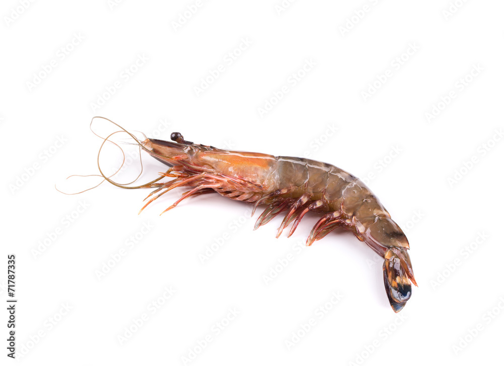 Fresh tiger shrimp