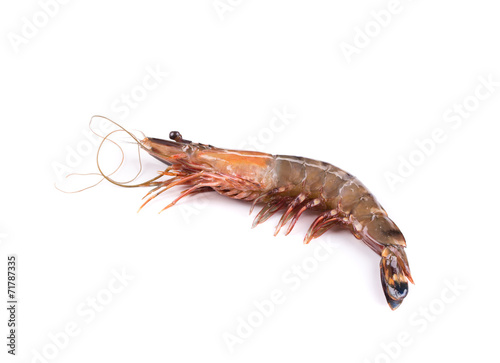 Fresh tiger shrimp