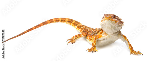 Bearded dragon - Pogona vitticeps on a white background