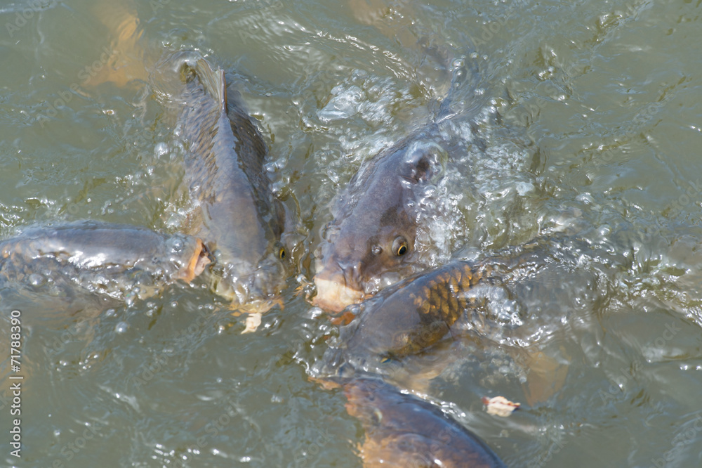 Fototapeta premium Common carp