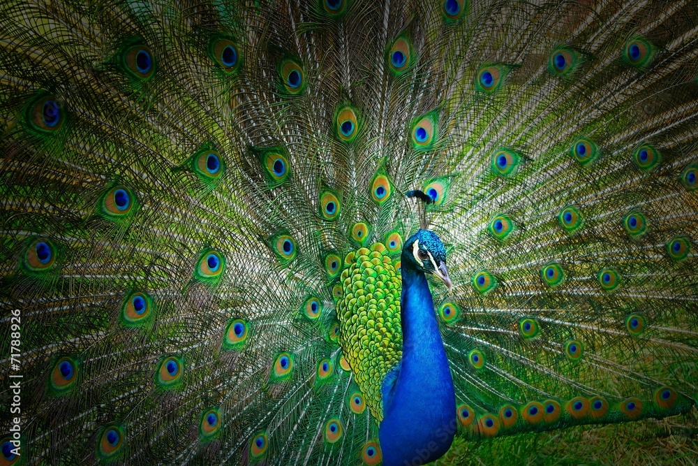 Obraz premium Peacock.