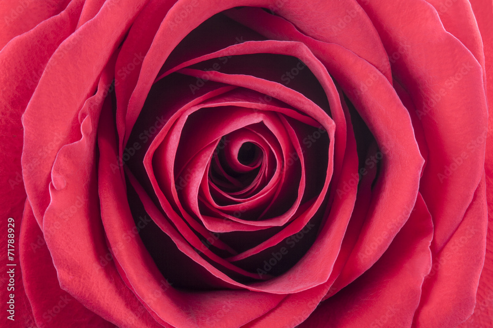A close up macro shot of a red rose A close up macro shot of a red rose