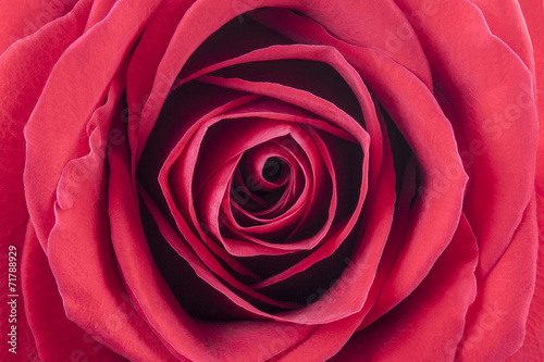 A close up macro shot of a red rose