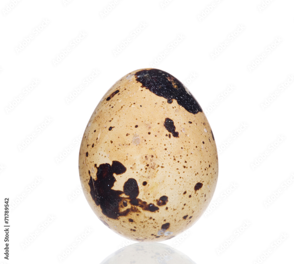 Obraz premium Quail egg.