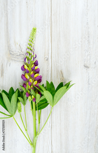 lupine over white wooden background
