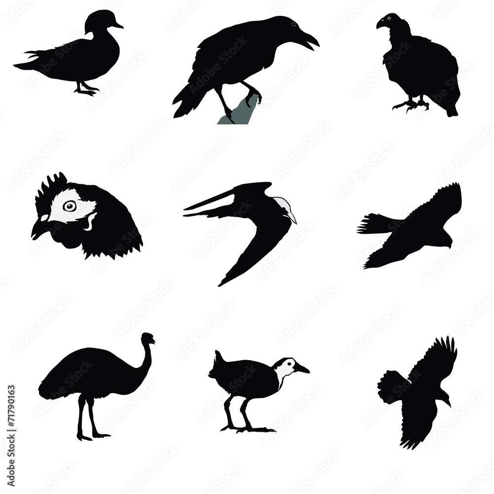 Fototapeta premium black silhouette of crow,raven,gyrfalcon,condor,tern,hen,emu,man