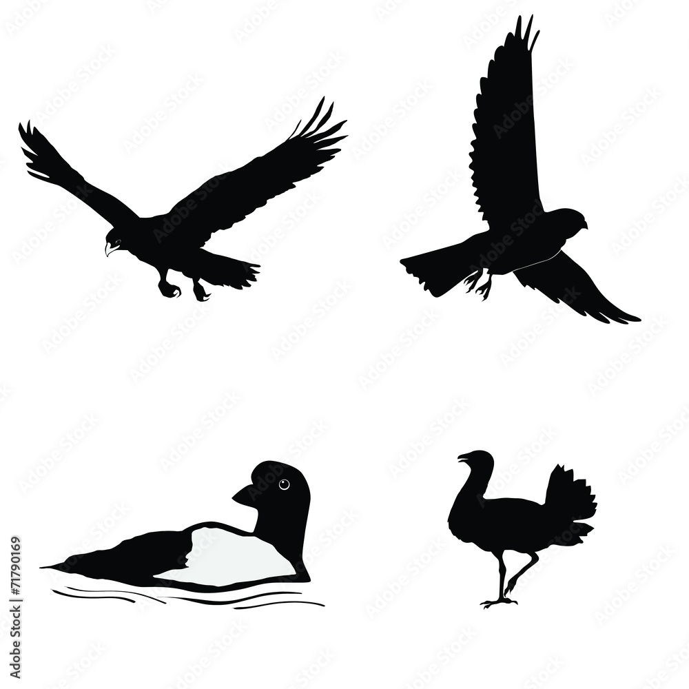 Obraz premium black silhouette of bustard,loon,kestrel,golden eagle