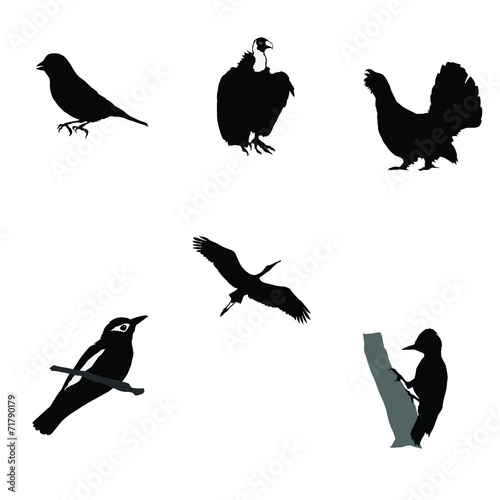 black silhouette of woodpecker wood grouse greenfinch stork orio