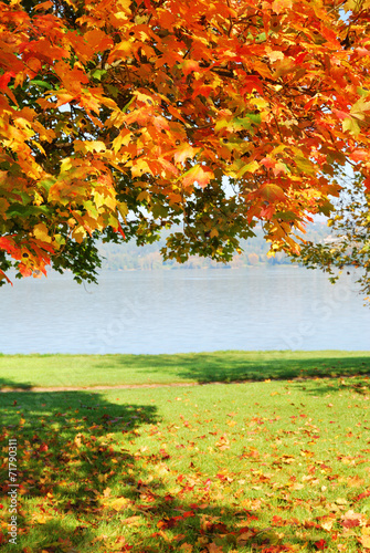 Colorful autumn leaves in a sunny indian summer day