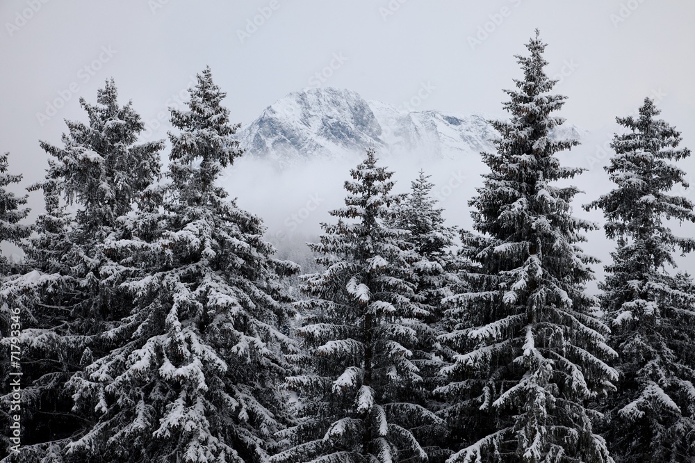 Fototapeta premium Winter forest