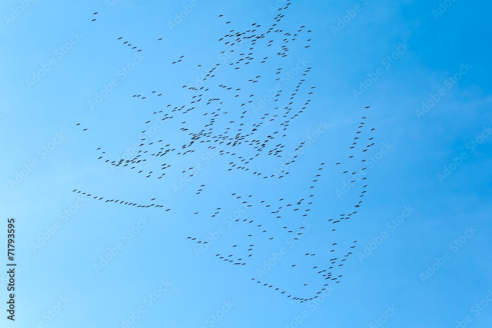 Geese Flying Geese Flying