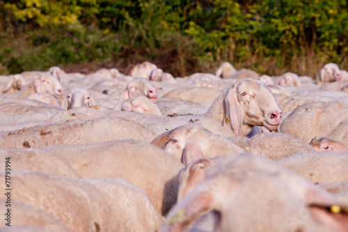 a graze of sheeps with one emerging