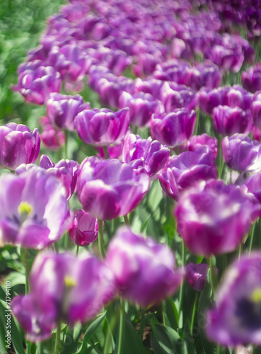 Tulpen