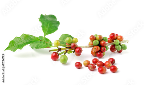 fresh coffee beans isolated on white background