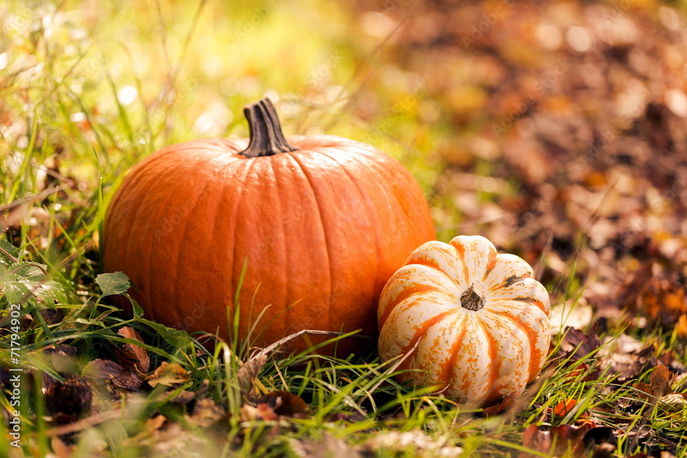 Fototapeta premium Close-up of pumpkins on foliage