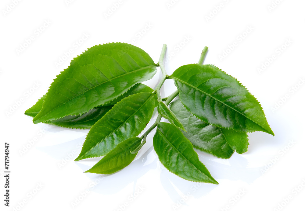 Obraz premium green tea leaf isolated on white background