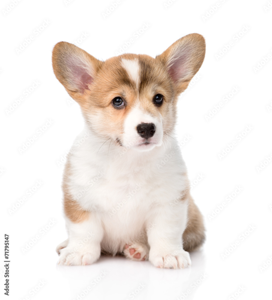 Pembroke Welsh Corgi puppy sitting in front. isolated on white b Pembroke Welsh Corgi puppy sitting in front. isolated on white b