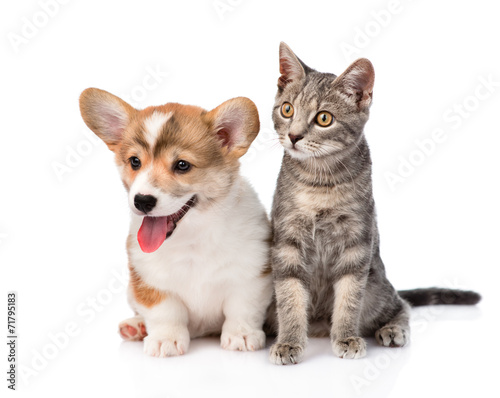 Fototapeta Naklejka Na Ścianę i Meble -  cat and puppy sitting in front. isolated on white background