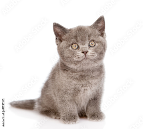 little british shorthair kitten sitting in front. isolated on wh
