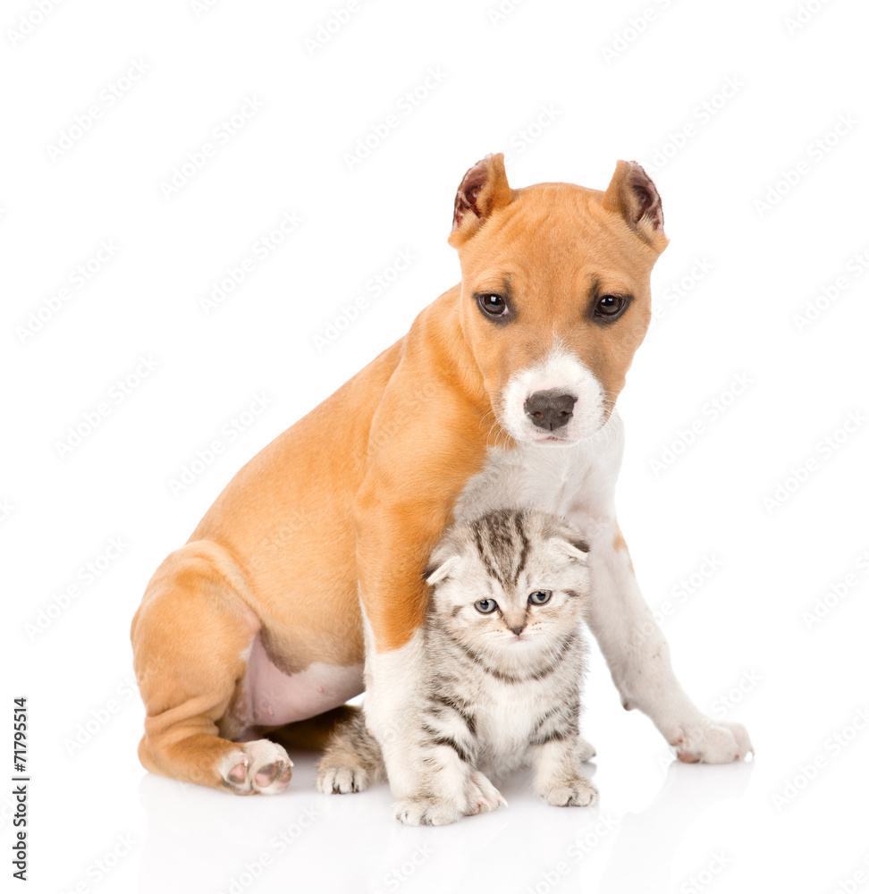 dog and little cat sitting together. isolated on white backgroun