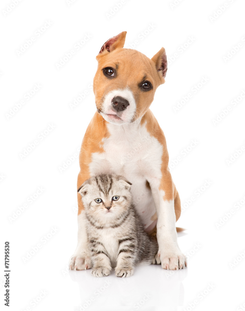 kitten and puppy sitting together. isolated on white background