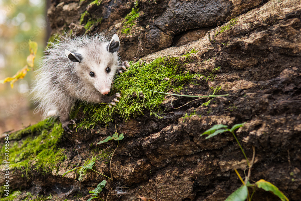 Fototapeta premium Baby Opossum