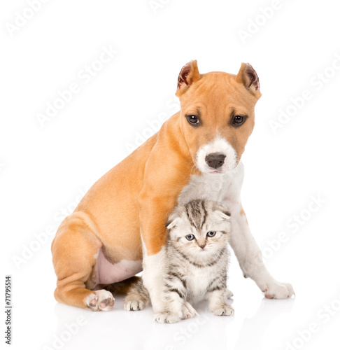 dog and little cat sitting together. isolated on white backgroun