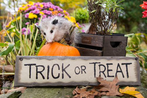 Halloween Opossum photo