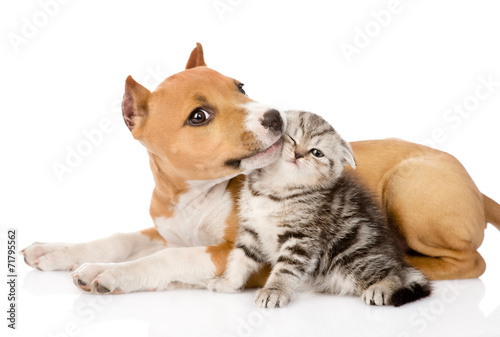 stafford puppy kisses a scottish kitten. isolated on white backg