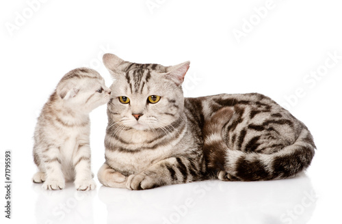 mother cat with kitten. isolated on white background