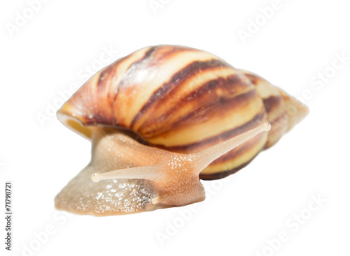 Snail isolated on white background.