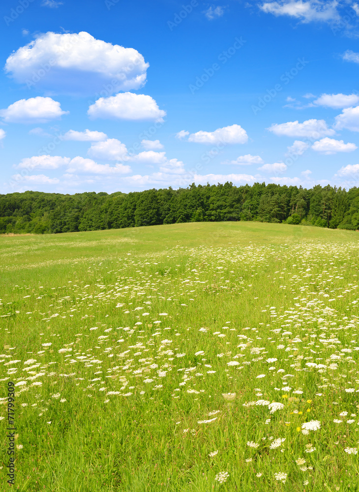 Obraz premium Spring meadow with blue sky