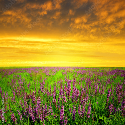 Spring flowering meadow at sunset