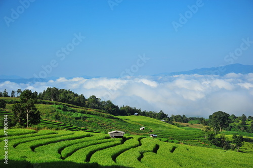 Rice Paddy Fields © karinkamon