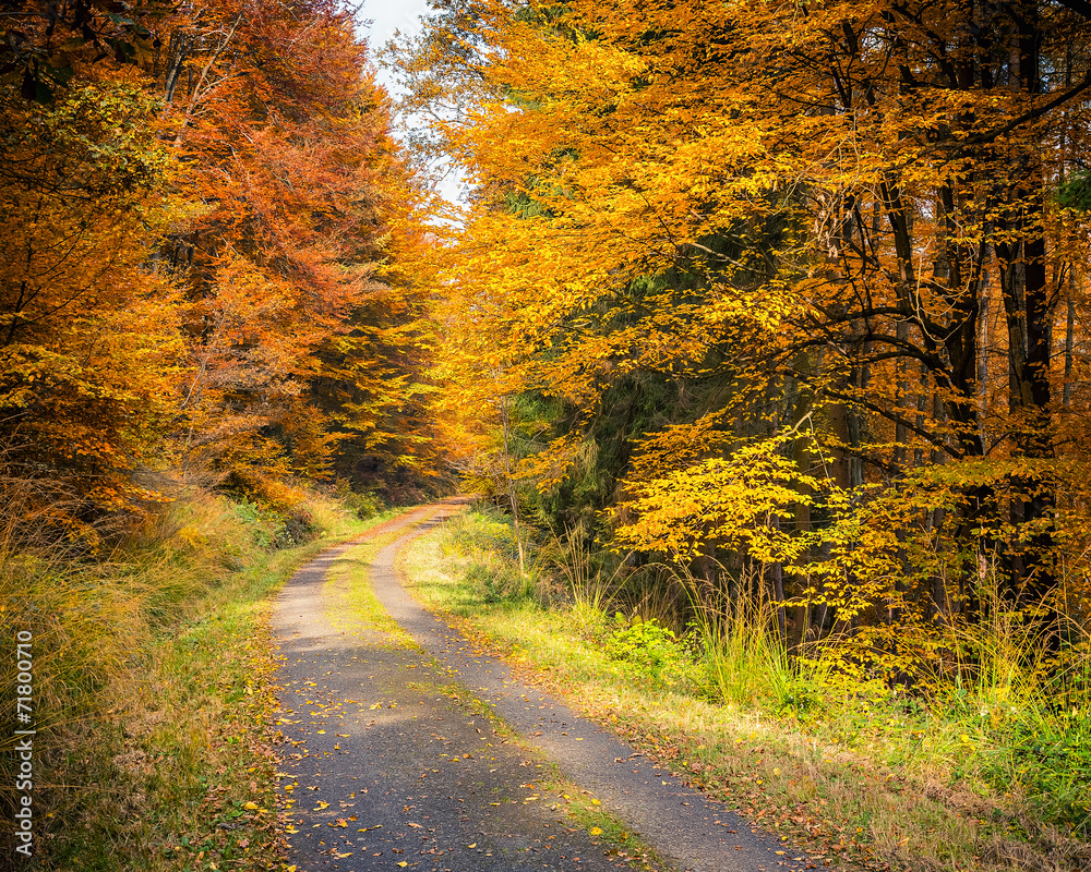 Fototapeta premium Autumn forest