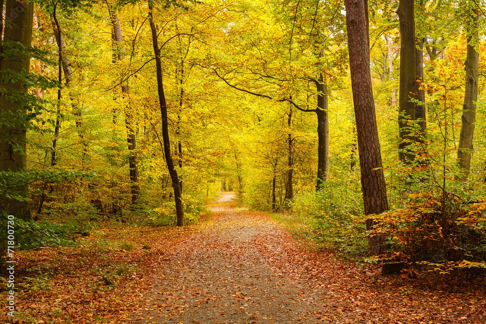 Autumn forest