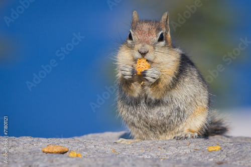 chipmunk with a cracker