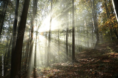 Sunbeams enter the misty autumn forest at dawn