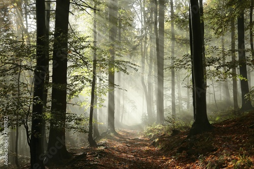 Fototapeta Naklejka Na Ścianę i Meble -  Forest path surrounded by fog in the sunshine