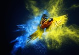 Flying Ara parrot over colourful powder explosion