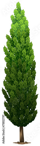 A Swedish columnar plant