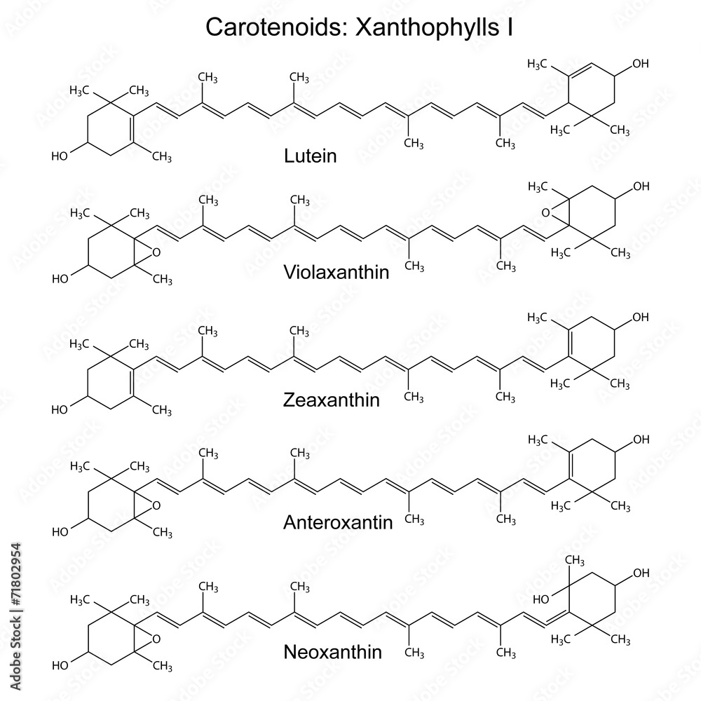 Structural formulas of plant pigments - carotenoids xanthophylls